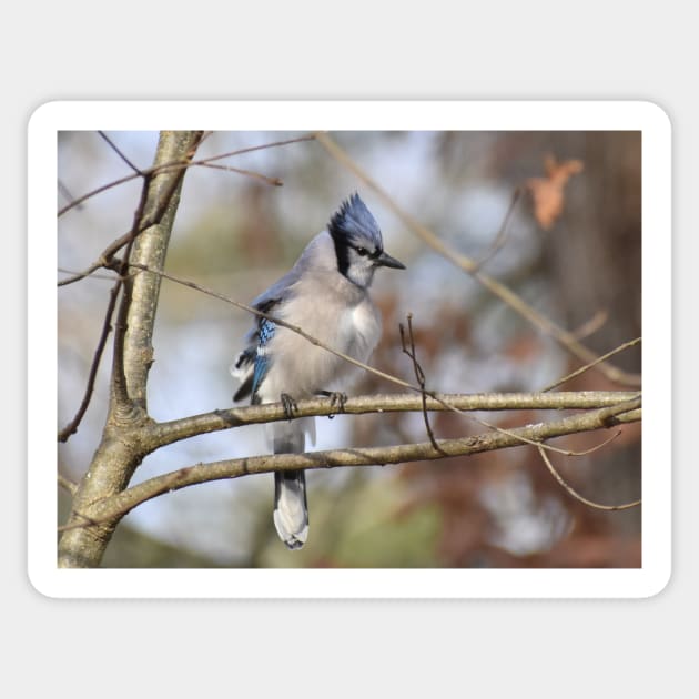 BlueJay on a branch Sticker by ToniaDelozier